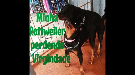 cachorra transando|Minha Rottweiler cruzando pela primeira vez.